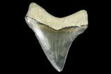 Serrated, Fossil Chubutensis Tooth - Aurora, North Carolina #176594-1
